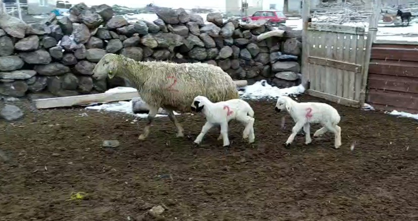 Kuzuların imdadına ’Numara’ yetişti 