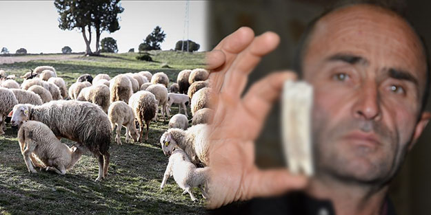 Kuzularını otlatırken buldu! Tarihi buluş sonrası uzmanlar harekete geçti