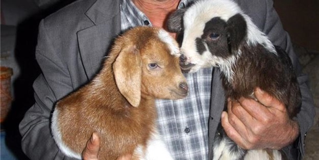 Kuzuya benzeyen oğlak şaşırttı