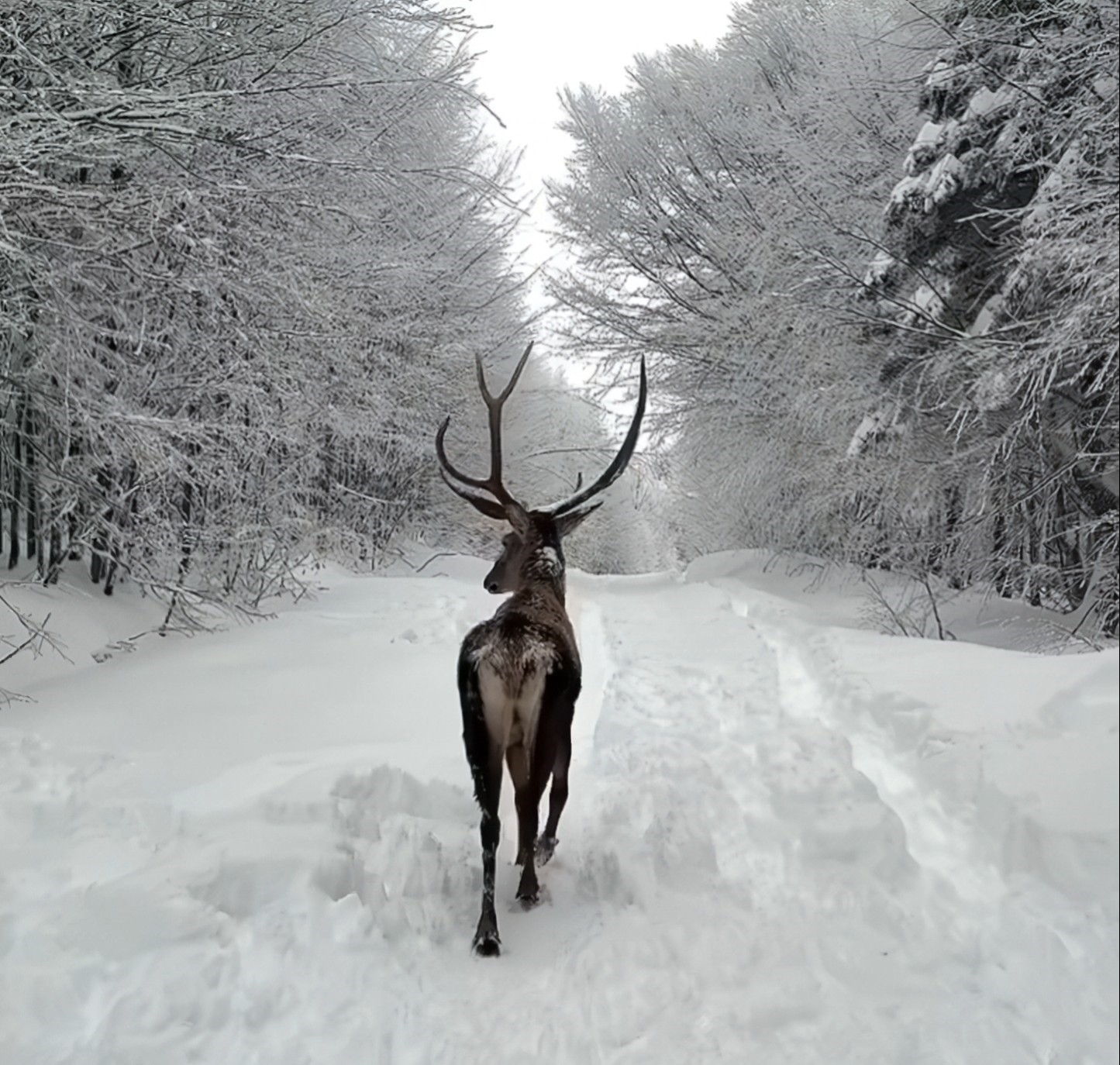 Kuzuyayla’da bayram sürprizi