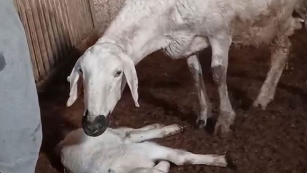 Kuzuyu böyle hayata döndürmeye çalıştı! Anne yüreği dayanmadı