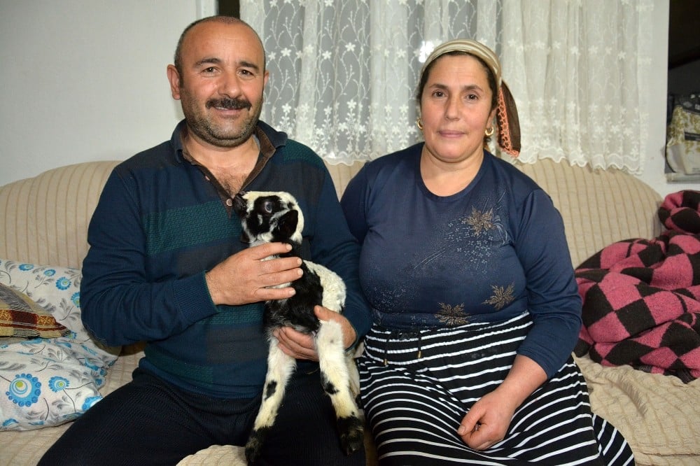 Kuzuyu evlerinde anne şefkatiyle büyütüyorlar 