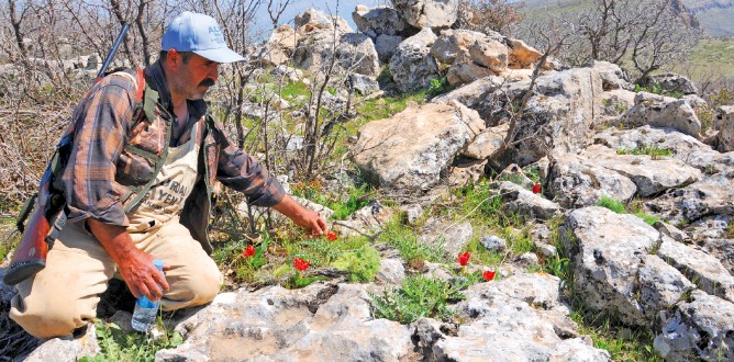 Mava Dağı’nda duman, yerini lalelere bıraktı