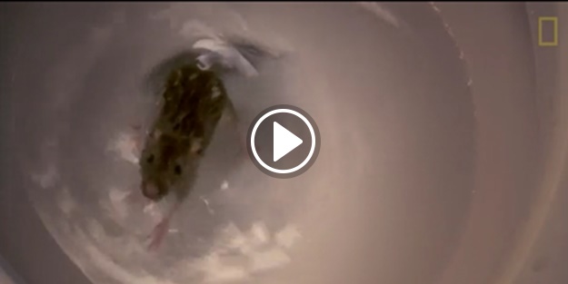 Lağım fareleri tuvaletinize nasıl girebiliyor?