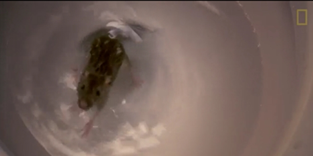 Lağım fareleri tuvaletinize nasıl kolayca girebiliyor?