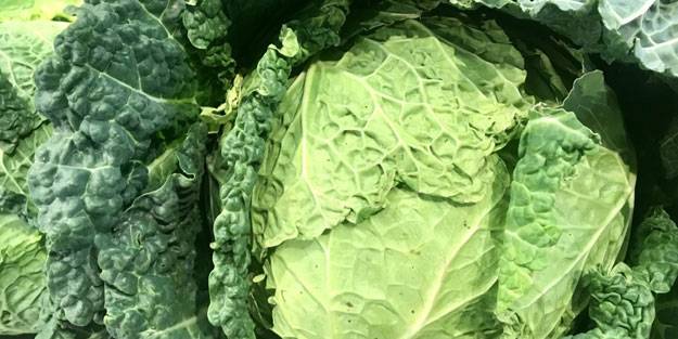 Lahana deyip geçmeyin! Mikroplarla savaşıyor