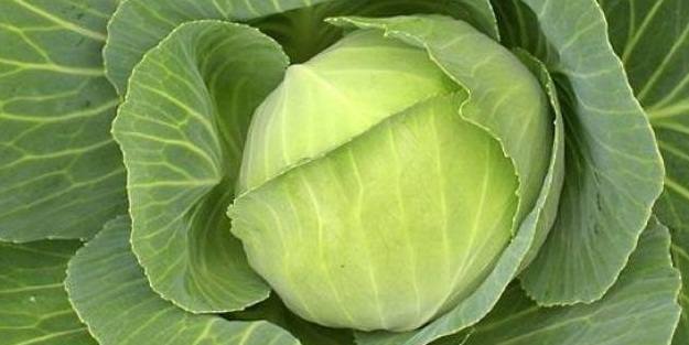 Lahana tüketmenin 5 inanılmaz faydası