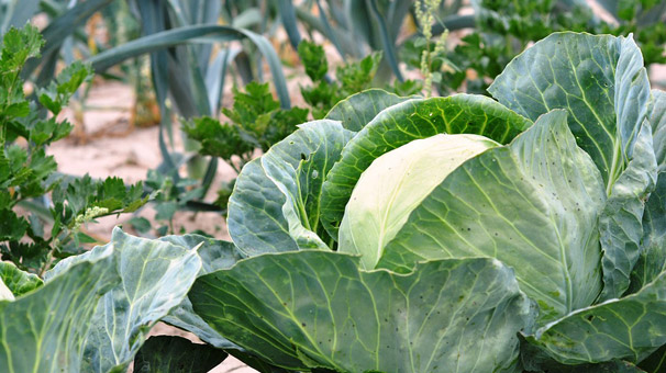 Lahanada 120 bin rekolte tahmini