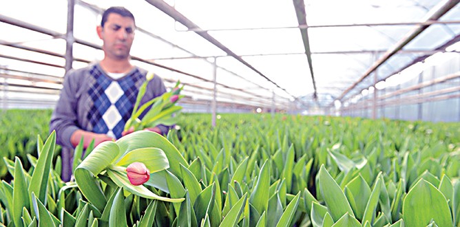 ‘Lale’ devri yaşanacak