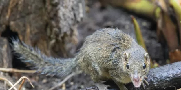 Langya henipavirus (LayV) nedir, belirtileri nelerdir?