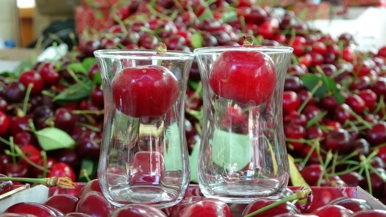 'Lapseki devi' kirazda hasat zamanı! Kilosu 700 TL'yi buluyor: Son bir haftaya girdik