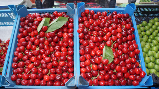 Lapseki kirazı 15 liradan satılıyor