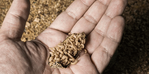 Larva tedavisi bunu gerektiriyor! 3 gün boyunca yara içinde kalıyor