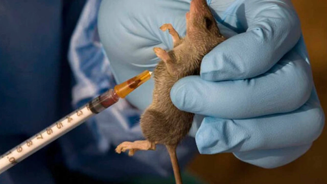 Lassa ateşi: Can kayıpları artıyor!