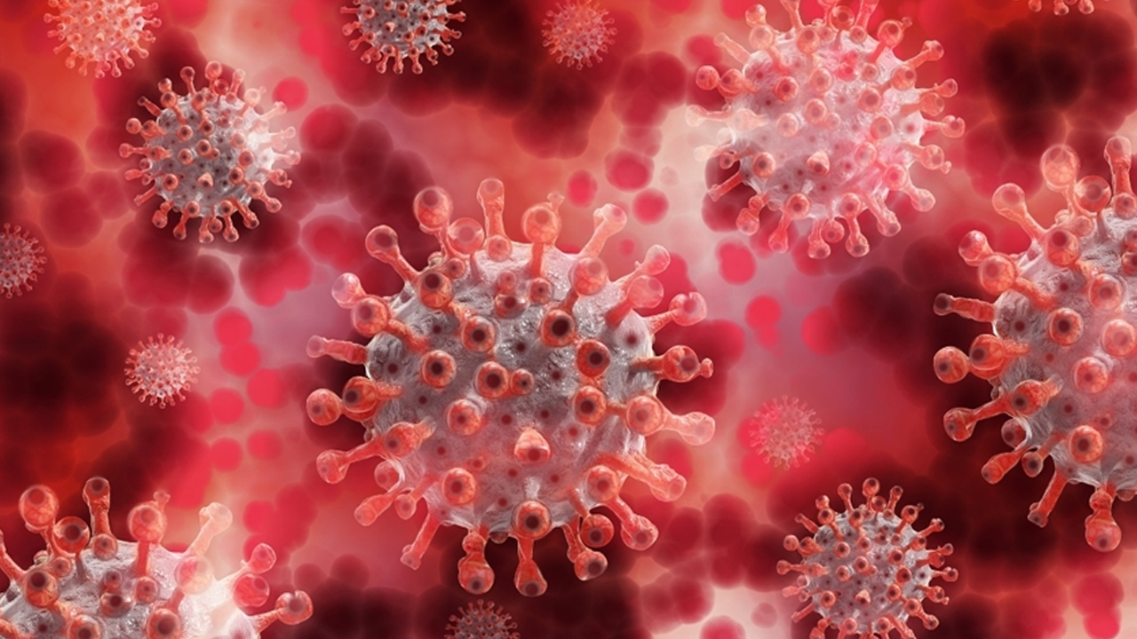 Lassa ateşi hastalığında can kayıpları artıyor!