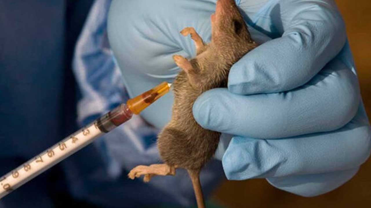 Lassa ateşi tehlikesi! Ölenlerin sayısı 167'ye yükseldi