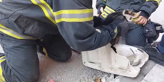 Lavaboya sıkışan yaramaz kedi böyle kurtarıldı