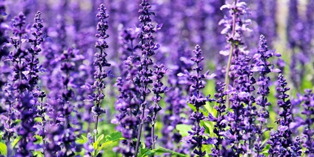 Lavanta hangi hastalıkların tedavisinde kullanılır? Lavantanın bilinmeyen faydaları