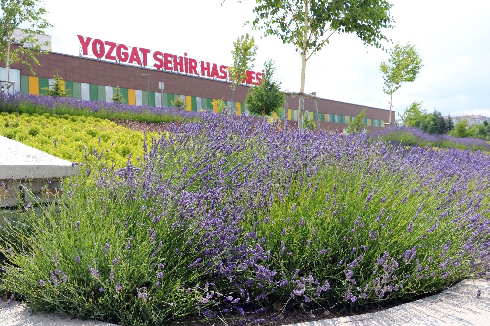 Lavanta kokulu hastane 