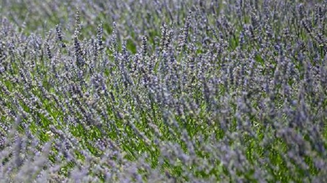 Lavanta üreten bir taşla iki kuş vuruyor