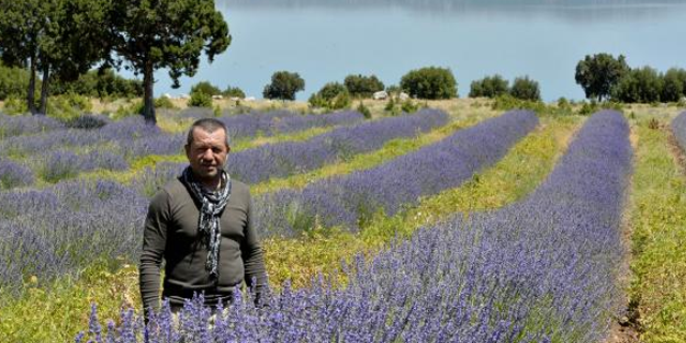 Lavanta yağının litresi 100 eurodan satılıyor