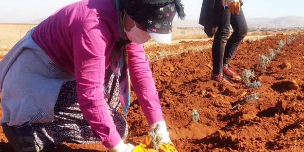 Lavantada ihracata hazırlanıyorlar