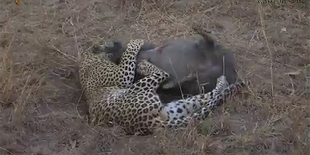 Leopar domuzu canlı canlı evire çevire yedi