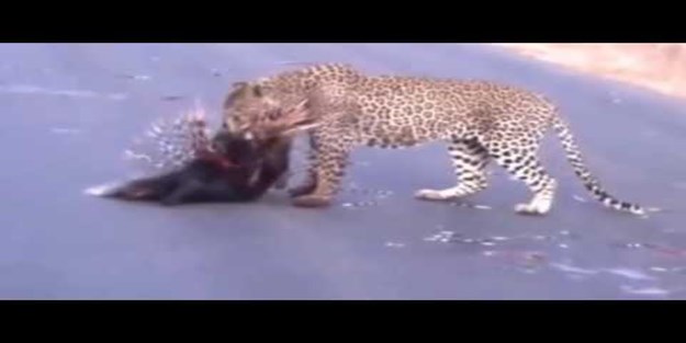 Leopar oklu kirpiyi avladı ama kendi ölümünü hesaplayamadı