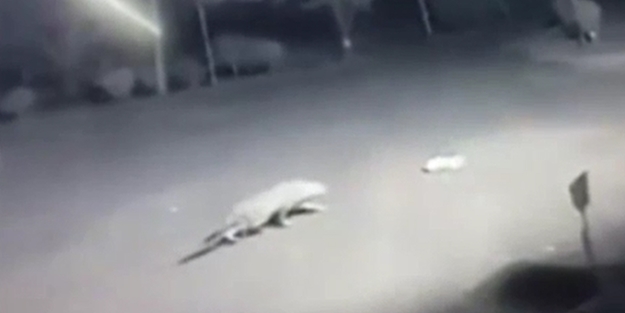 Leopar sokak ortasında köpek avladı!