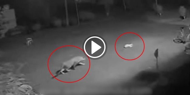 Leopar uyuyan köpeğe böyle saldırdı! (+18)