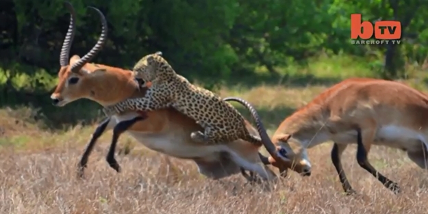 Leopar ve impalanın ölümüne mücadelesi/ VİDEO