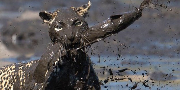 Leopar'dan inanılmaz taktik - FOTO