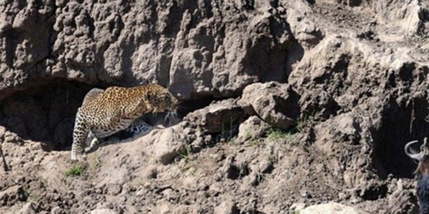 Leoparın sıra dışı av taktiği