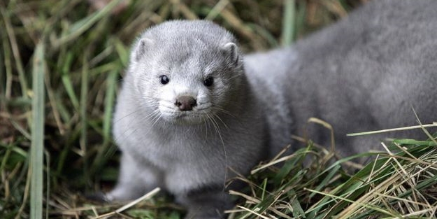 Letonya'da 9 vizonda Covid-19 tespit edildi