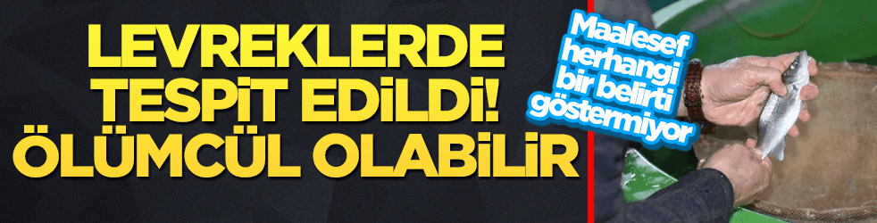 Levreklerde tespit edildi! Ölümcül olabilir