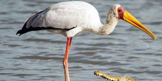 Leyleğin inanılmaz cesareti - FOTO