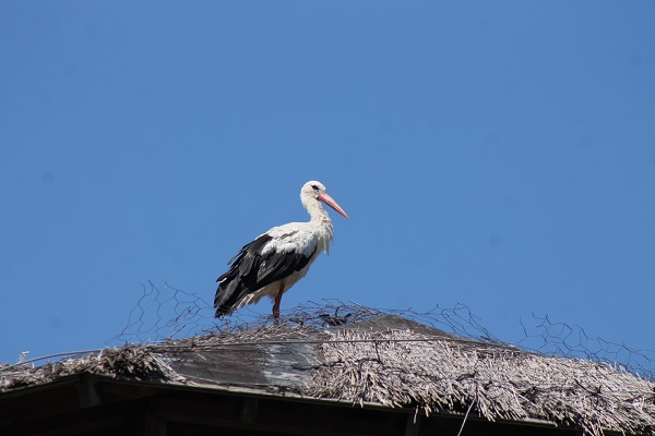 Leylek ailesi böyle görüntülendi