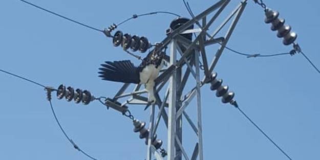 Leylek elektrik akımına kapıldı, yangın çıktı