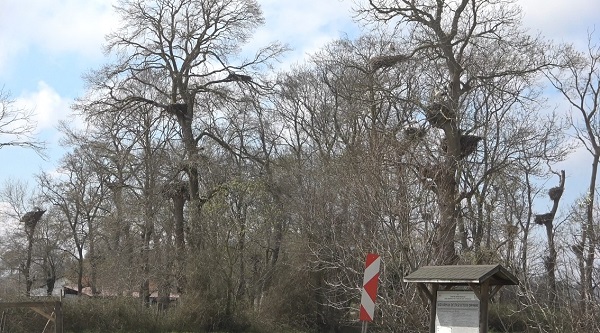 Leylek Ormanı şenlendi!