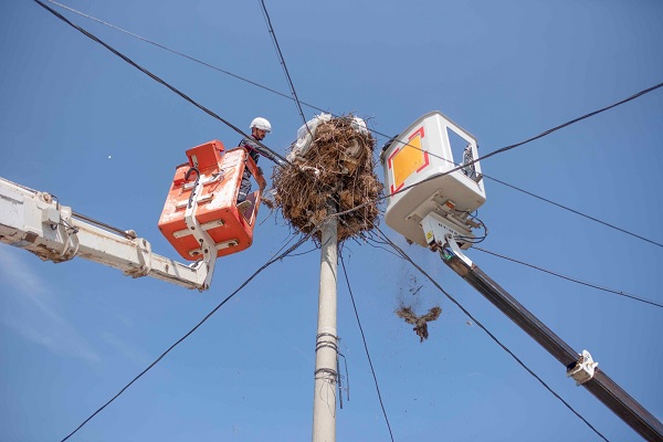 Leylek yuvaları tek tek temizlendi
