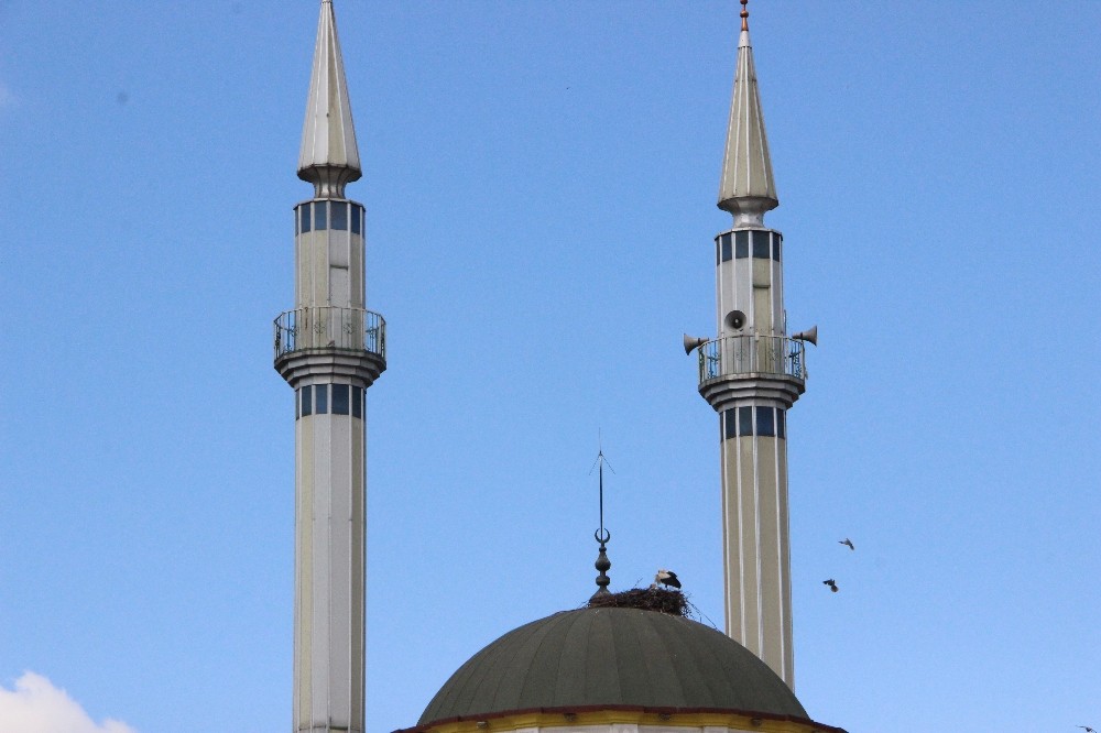 Leylekler caminin kubbesine yuva yaptı 