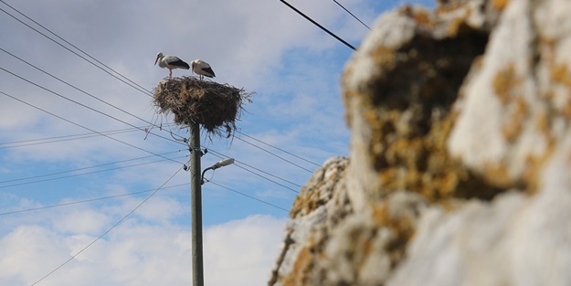Leylekler de şaşırdı! Bu kez erken döndüler