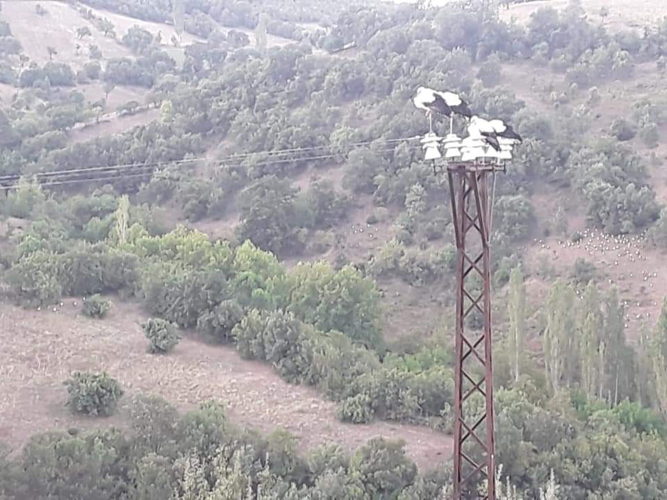 Leylekler elektrik kesintisine neden oldu 