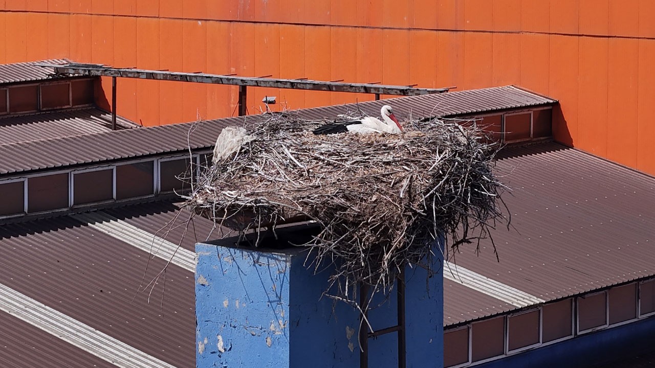 Leylekler fabrikayı durdurdu! Üretime ara verildi