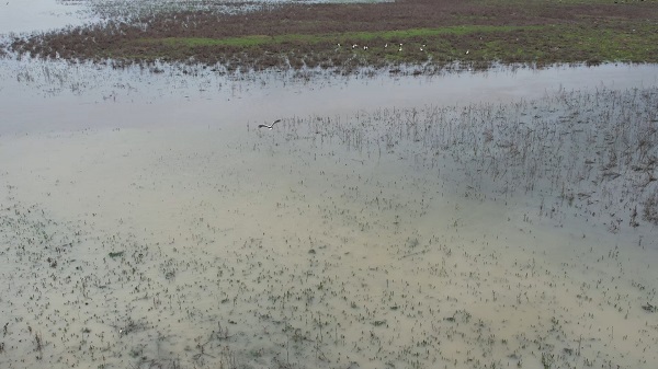 Leylekler İstanbul semalarında