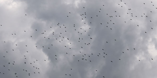 Leylekler İstanbul semalarını hareketlendirdi