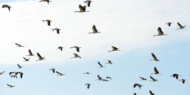 Leylekler Türkiye'yi erken terk etti! Bakın bu neyin habercisi