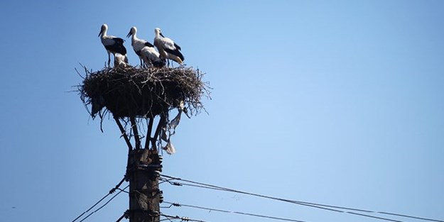 Leyleklere özel 'kuşkonmaz' mekanlar
