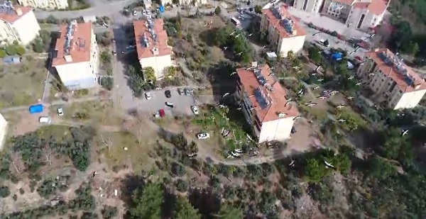 Leyleklerin göçü böyle görüntülendi