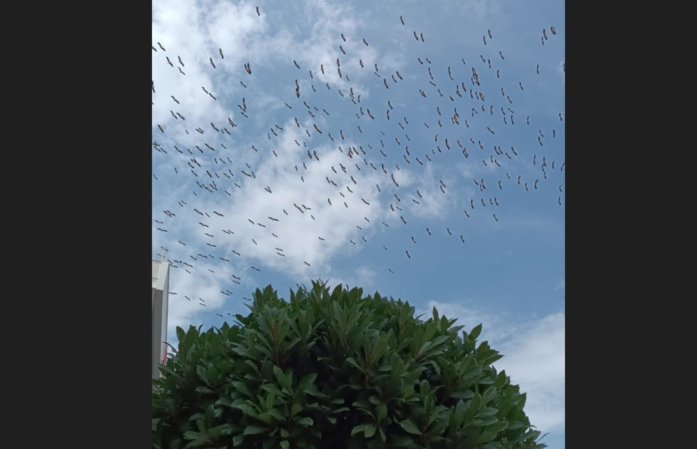 Leyleklerin göçü kamerada